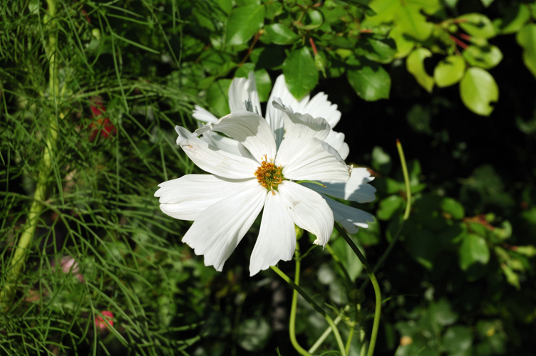 Fiore. Negozio di piante. Negombo / PhotoSilvana Matozza